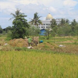 Proses panen padi di salah satu areal pertanian di Kota Praya