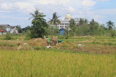 Proses panen padi di salah satu areal pertanian di Kota Praya