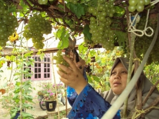 Salah seorang anggota komunitas pecinta anggur tengah memanen anggur hasil budidayanya