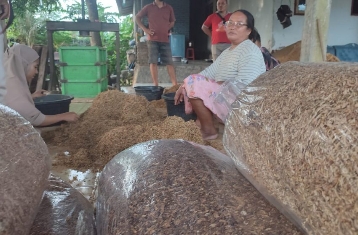 Salah seorang petani tembakau yang mengalami kerugian