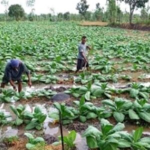 Petani Lombok Tengah sedang melakukan pemeliharaan tembakau