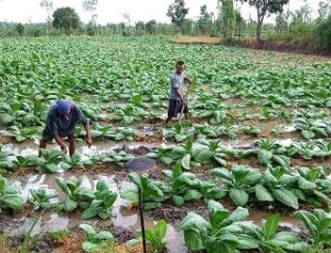 Petani Lombok Tengah sedang melakukan pemeliharaan tembakau
