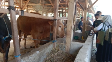 Peninjauan sapi yang terjangkit PMK